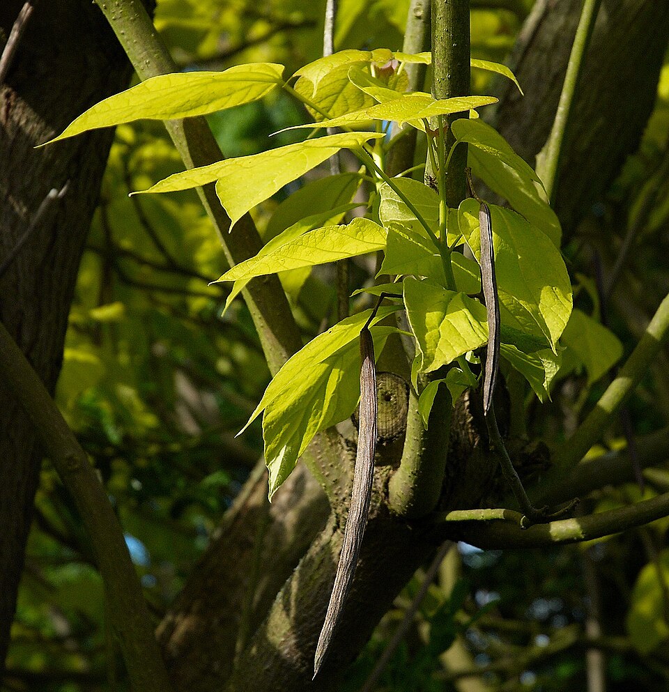 Catalpa bignonioides 'Aurea' (Golden Indian Bean Tree) (alternate view 5)