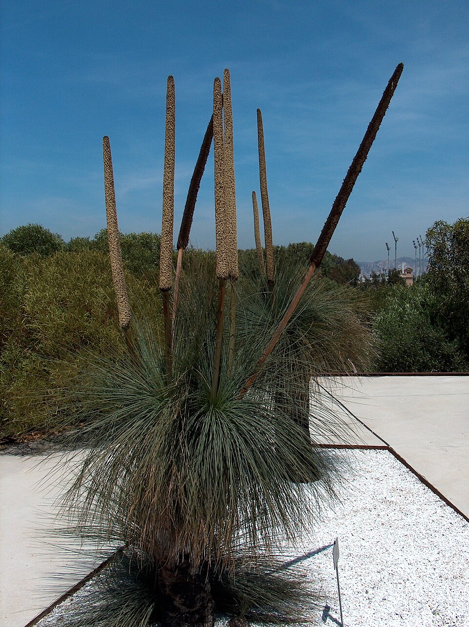 Xanthorrhoea glauca (Queensland Grasstree) (alternate view 4)