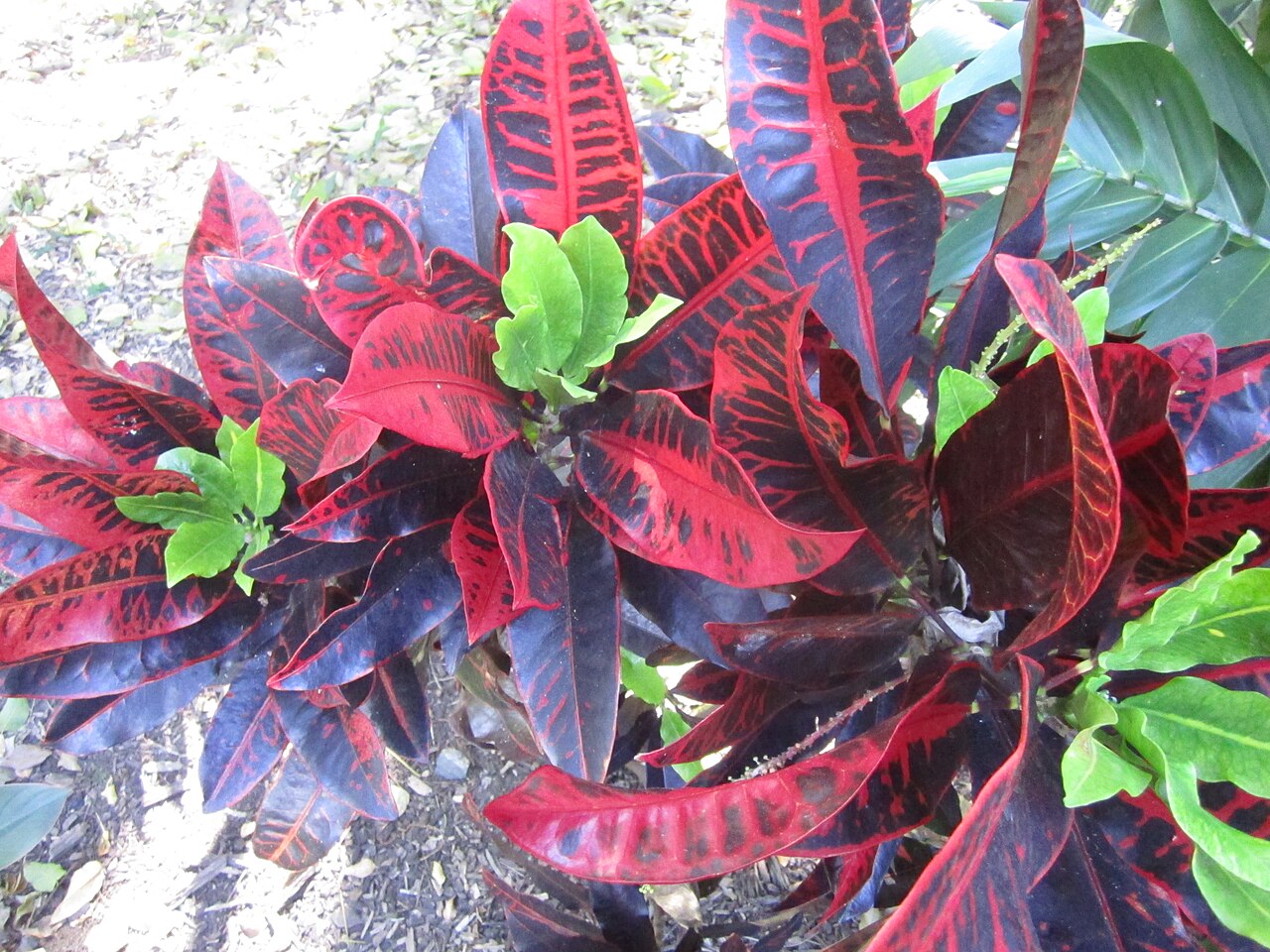 Codiaeum variegatum, Croton — upright evergreen (Euphorbiaceae) (image 7 of 10)