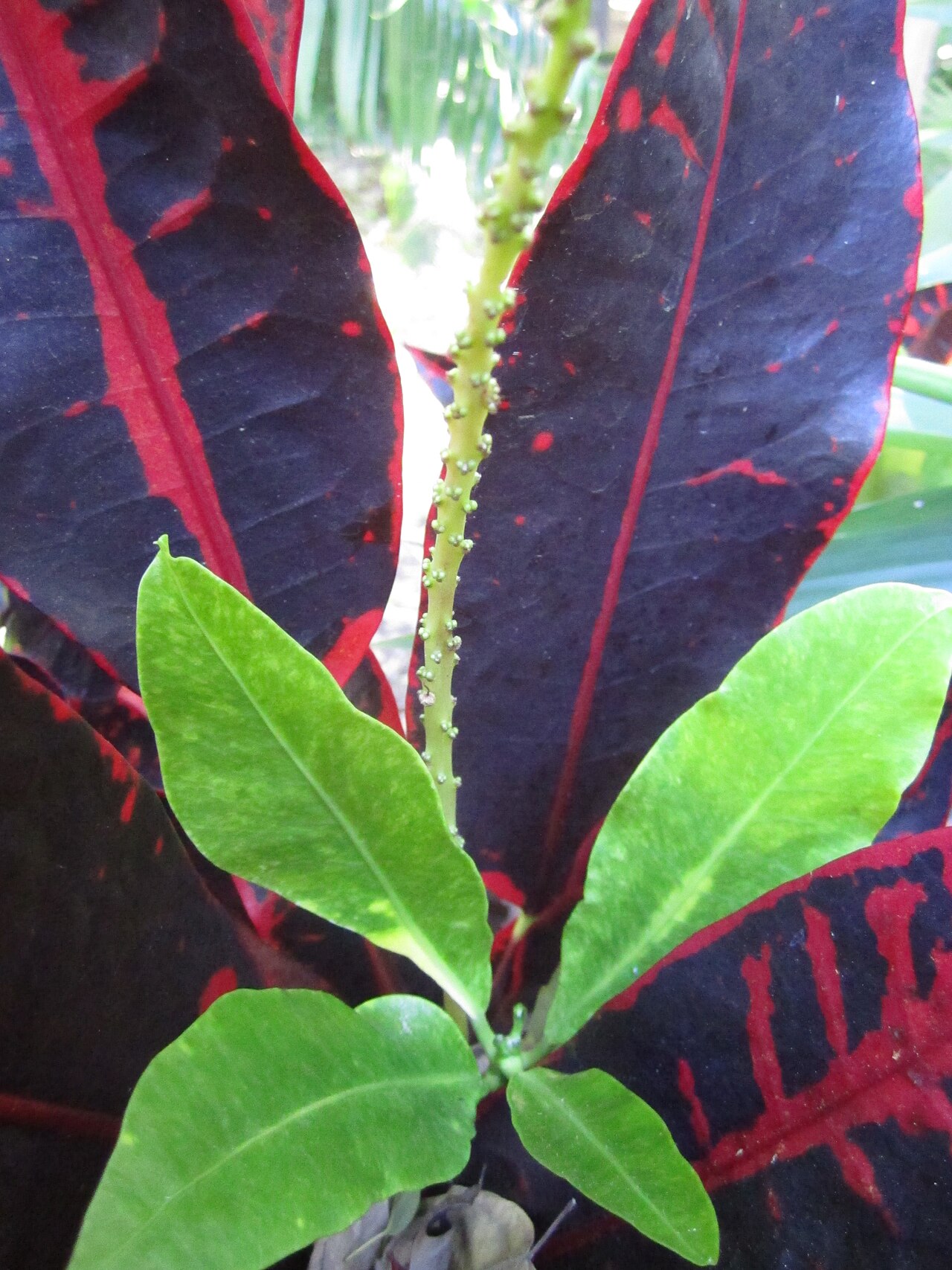 Codiaeum variegatum, Croton — upright evergreen (Euphorbiaceae) (image 8 of 10)