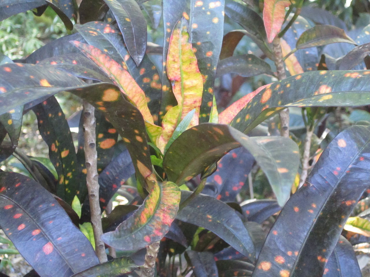 Codiaeum variegatum, Croton — upright evergreen (Euphorbiaceae) (image 9 of 10)