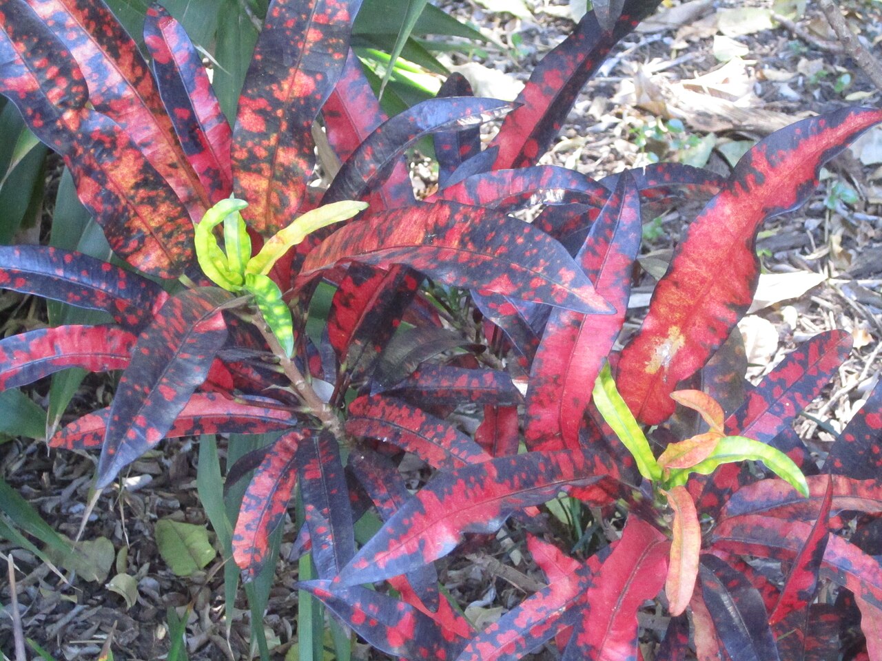 Codiaeum variegatum, Croton — upright evergreen (Euphorbiaceae) (image 10 of 10)