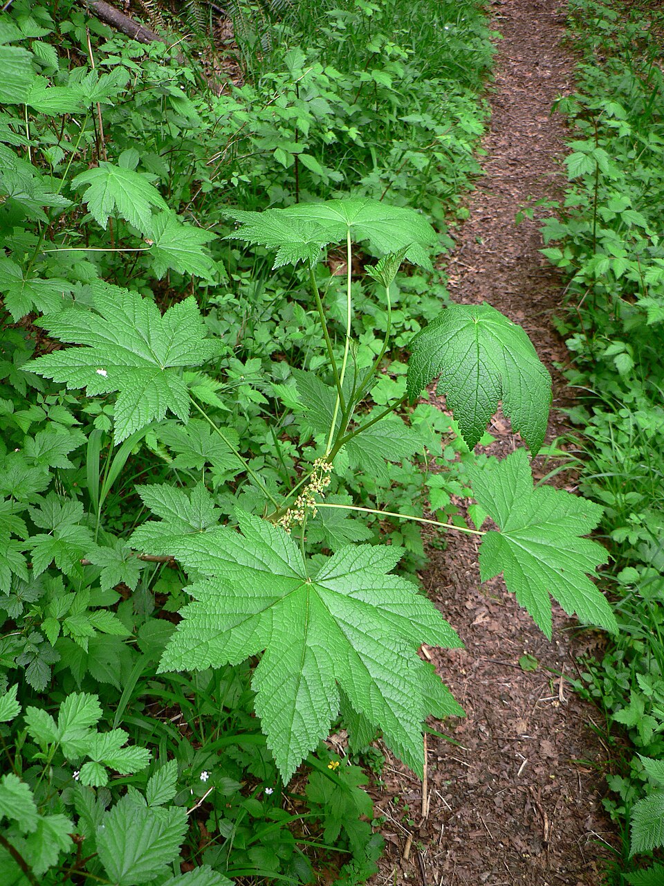 Ribes bracteosum (stink current) (alternate view 5)