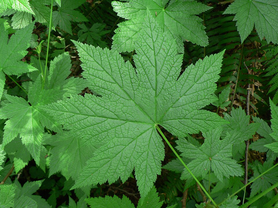 Ribes bracteosum (stink current) (alternate view 6)