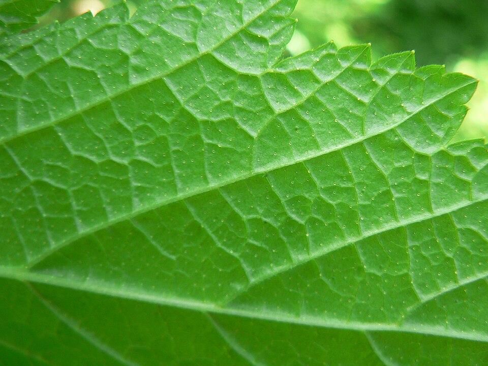 Ribes bracteosum (stink current) (alternate view 7)
