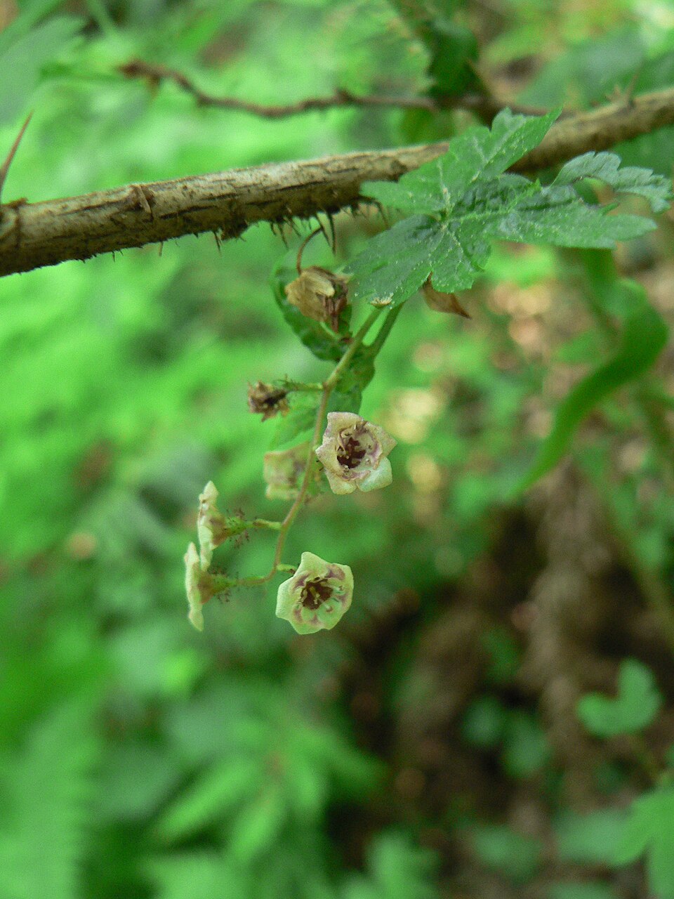 Ribes lacustre (swamp gooseberry) (alternate view 5)