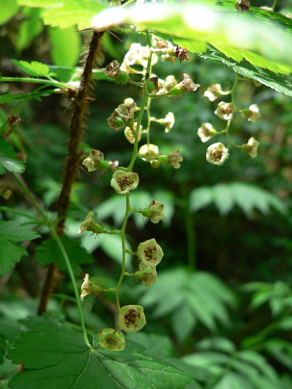 Ribes lacustre (swamp gooseberry) (alternate view 6)