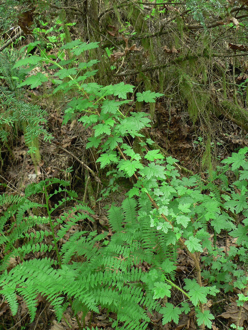 Ribes lacustre (swamp gooseberry) (alternate view 7)