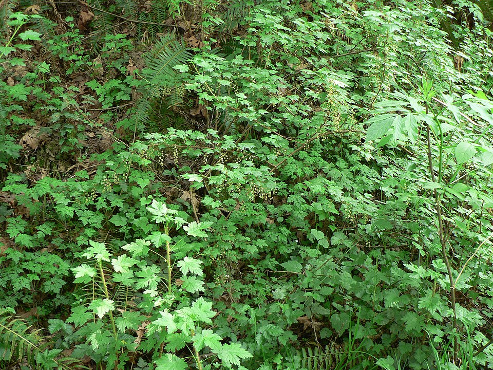 Ribes lacustre (swamp gooseberry) (alternate view 8)