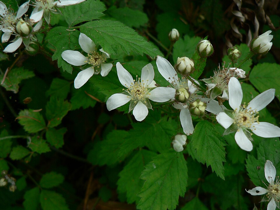 Rubus ursinus (trailing blackberry) (alternate view 6)