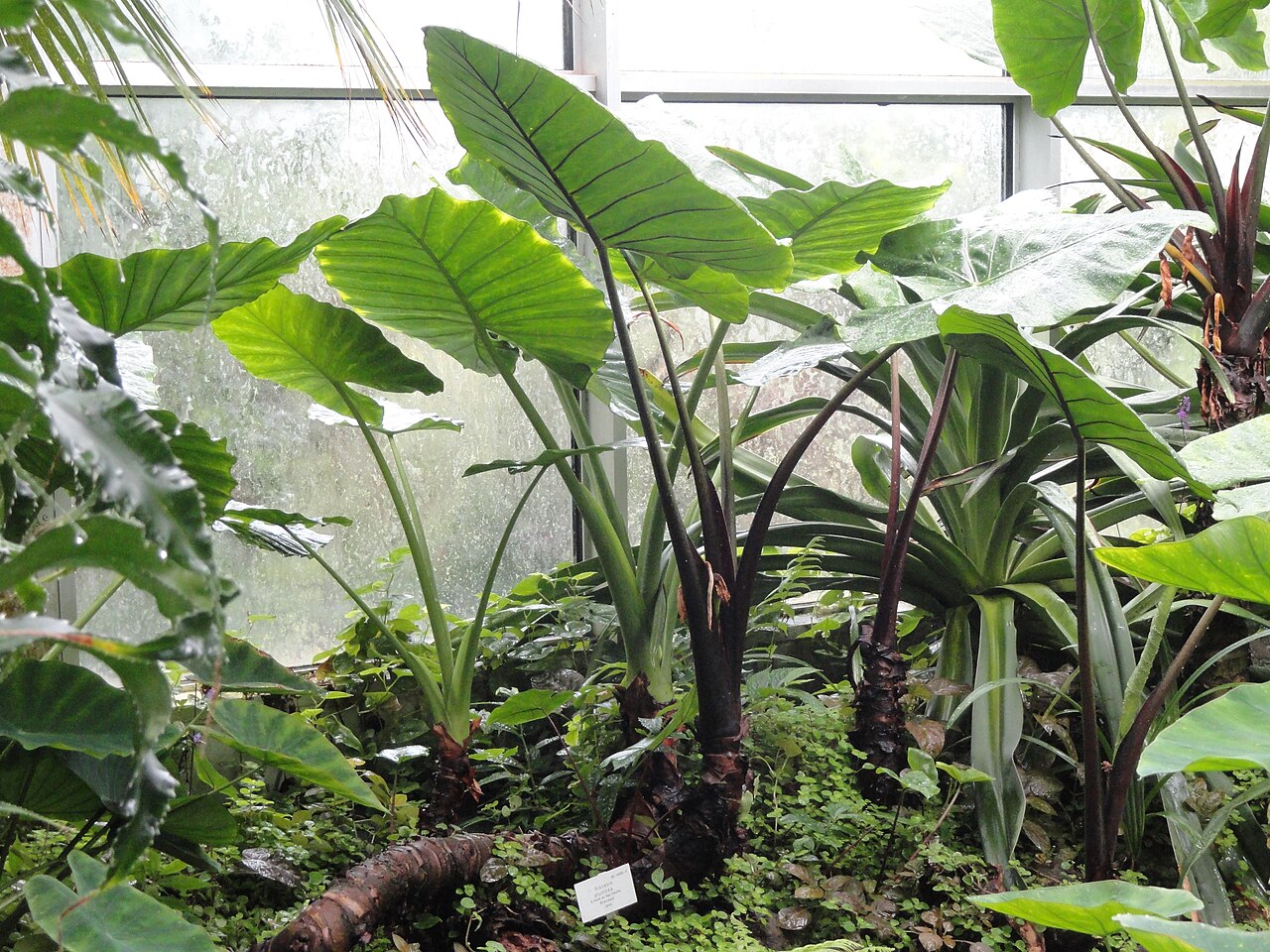 Alocasia macrorrhizos, Giant taro — upright evergreen (Araceae) (image 8 of 8)