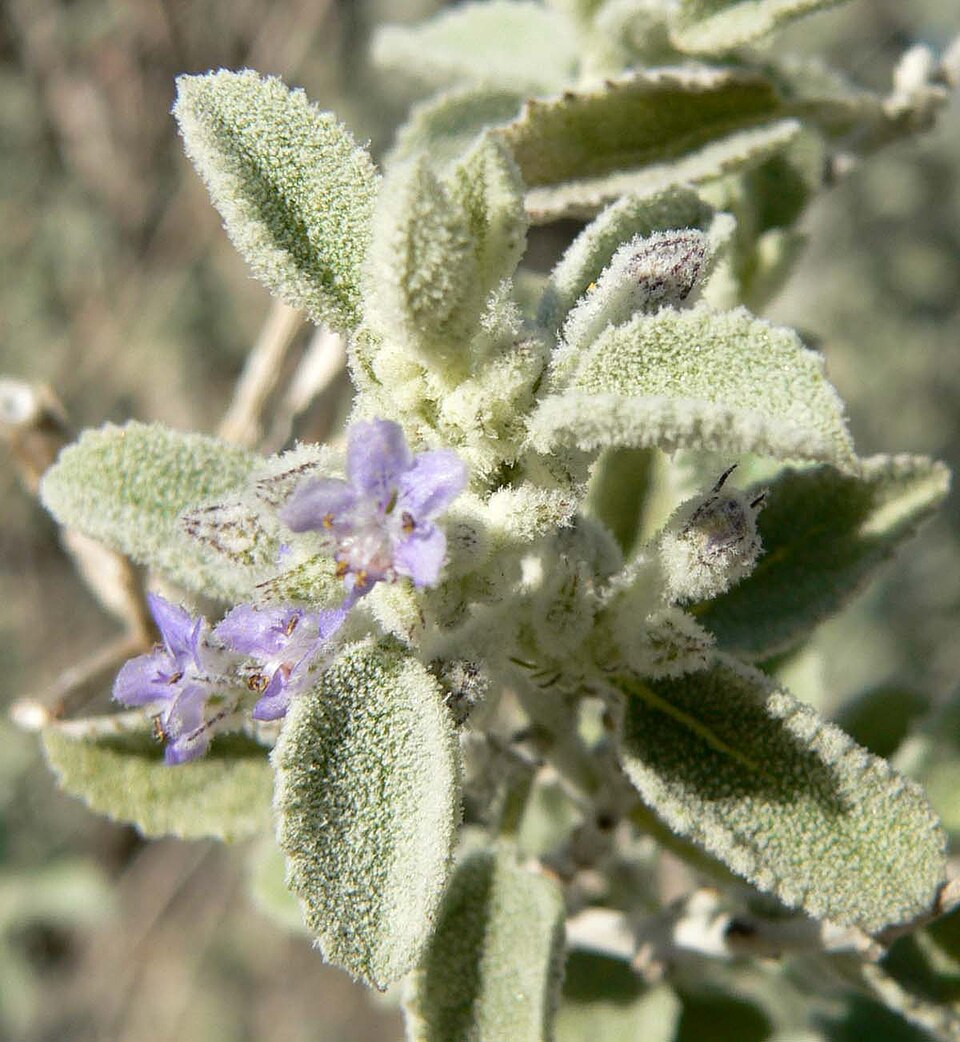 Condea emoryi (desert lavender)