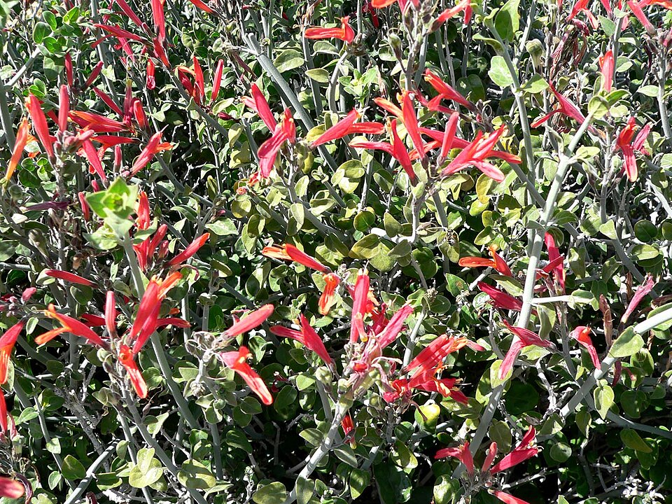 Justicia californica (chuparosa) (alternate view 6)