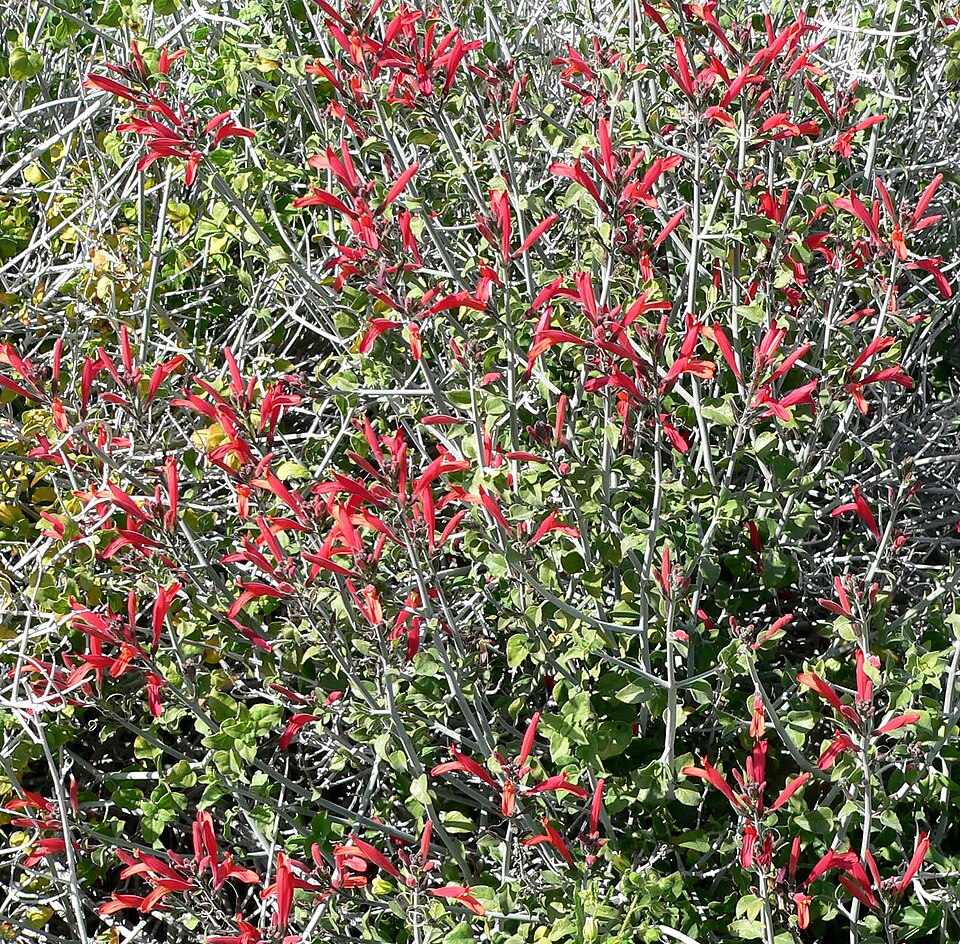 Justicia californica (chuparosa) (alternate view 7)