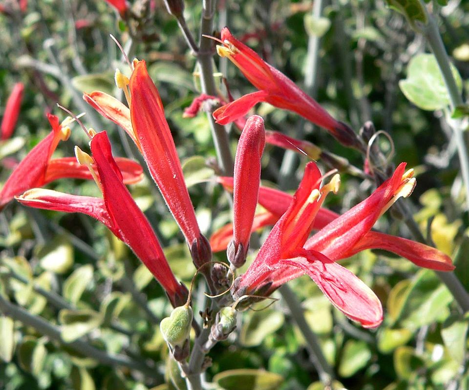 Justicia californica (chuparosa) (alternate view 8)
