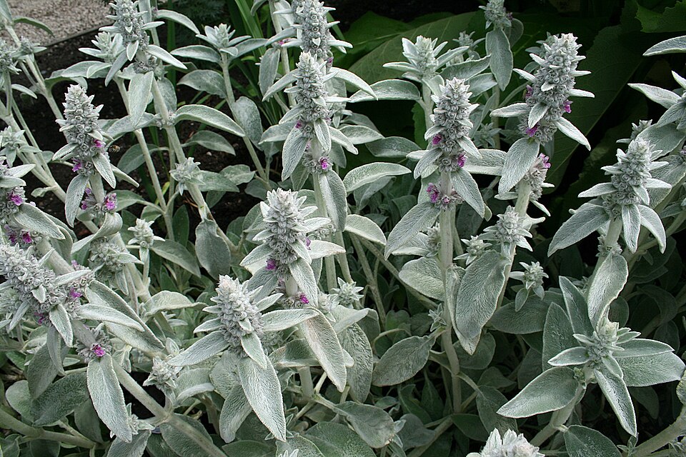 Stachys byzantina (lamb's ears) (alternate view 13)