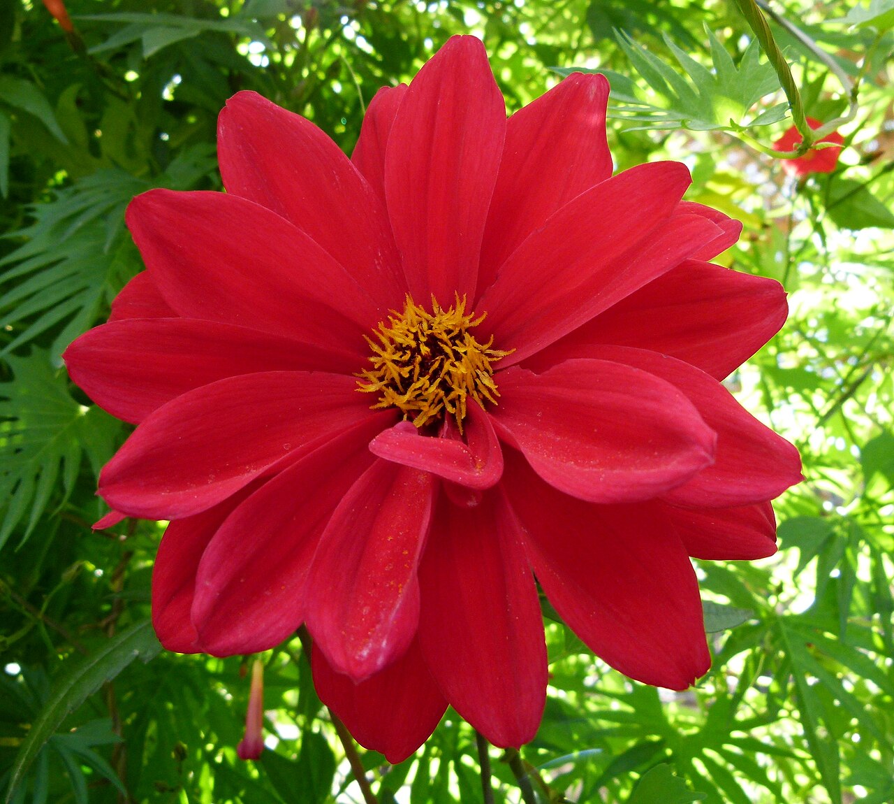 Dahlia 'Bishop of Llandaff', Dahlia 'Bishop of Llandaff' — upright deciduous (Asteraceae) (image 7 of 10)