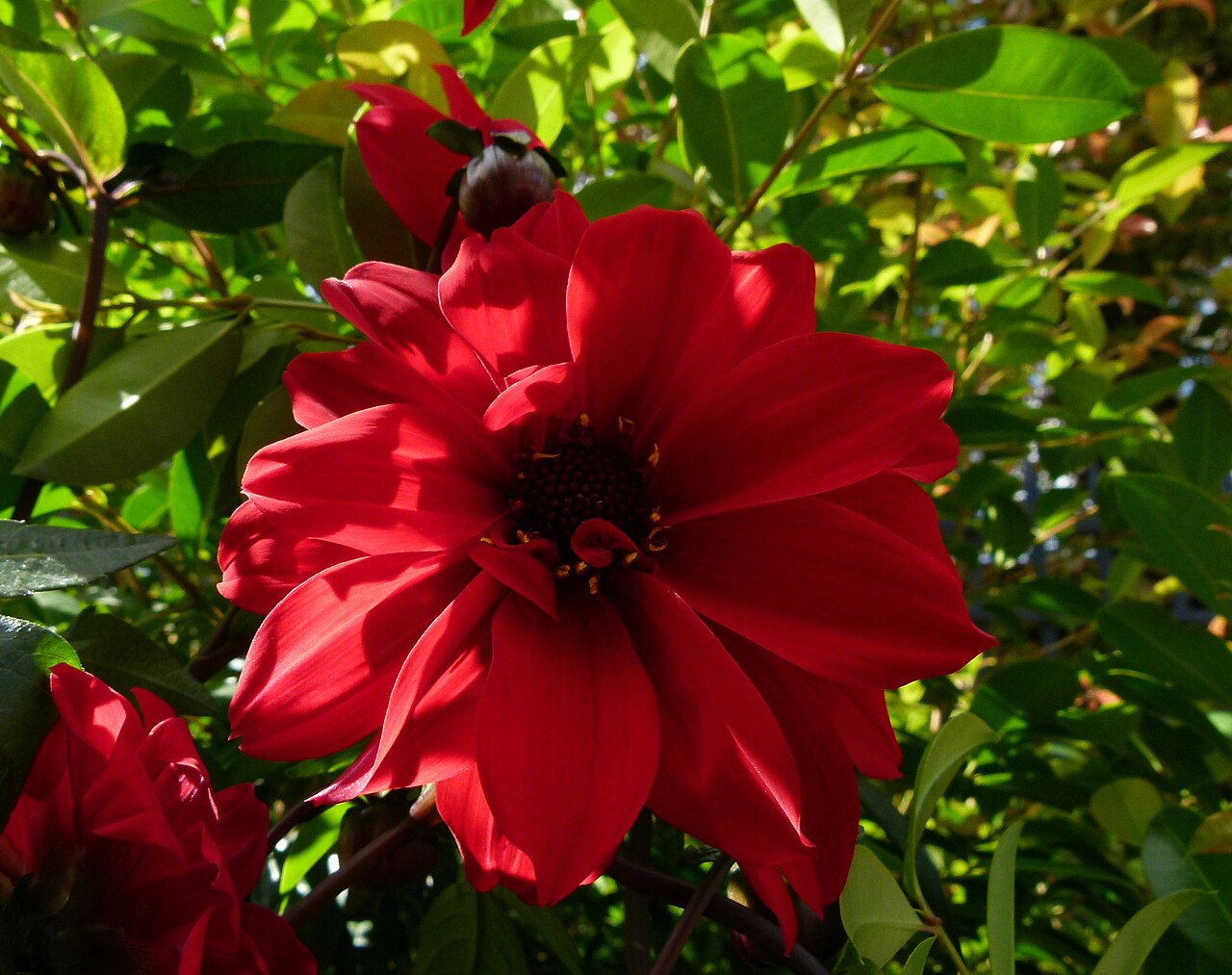 Dahlia 'Bishop of Llandaff', Dahlia 'Bishop of Llandaff' — upright deciduous (Asteraceae) (image 8 of 10)
