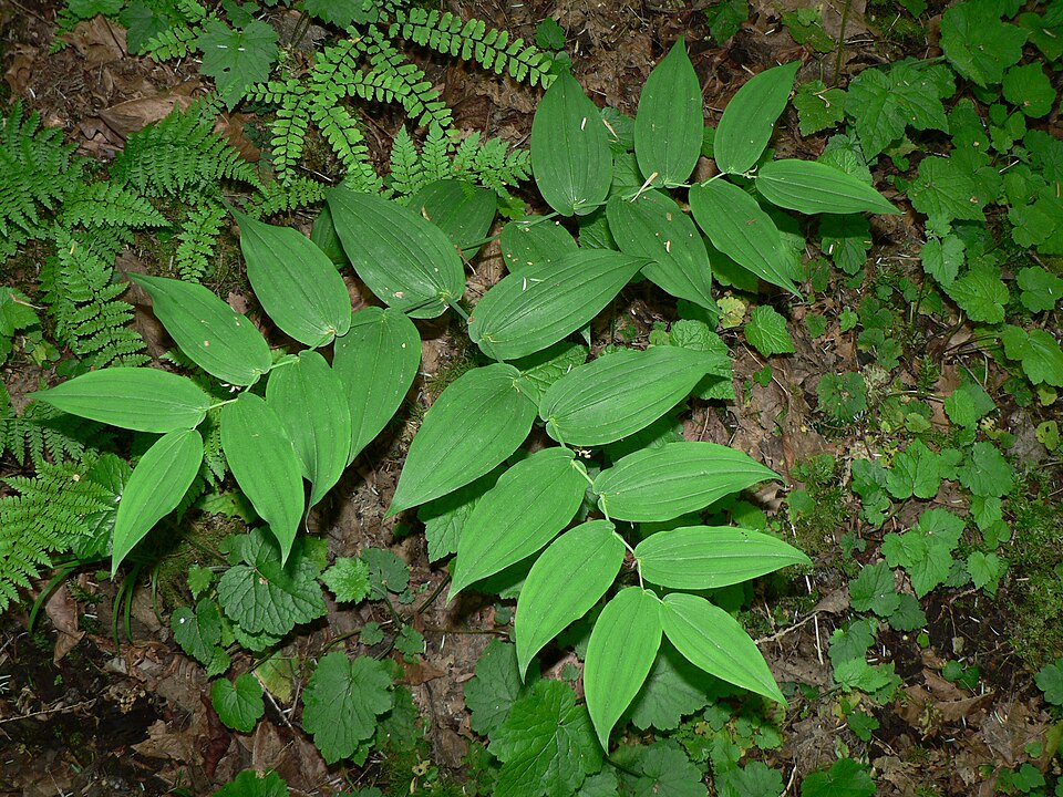 Streptopus amplexifolius (white twisted-stalk) (alternate view 7)