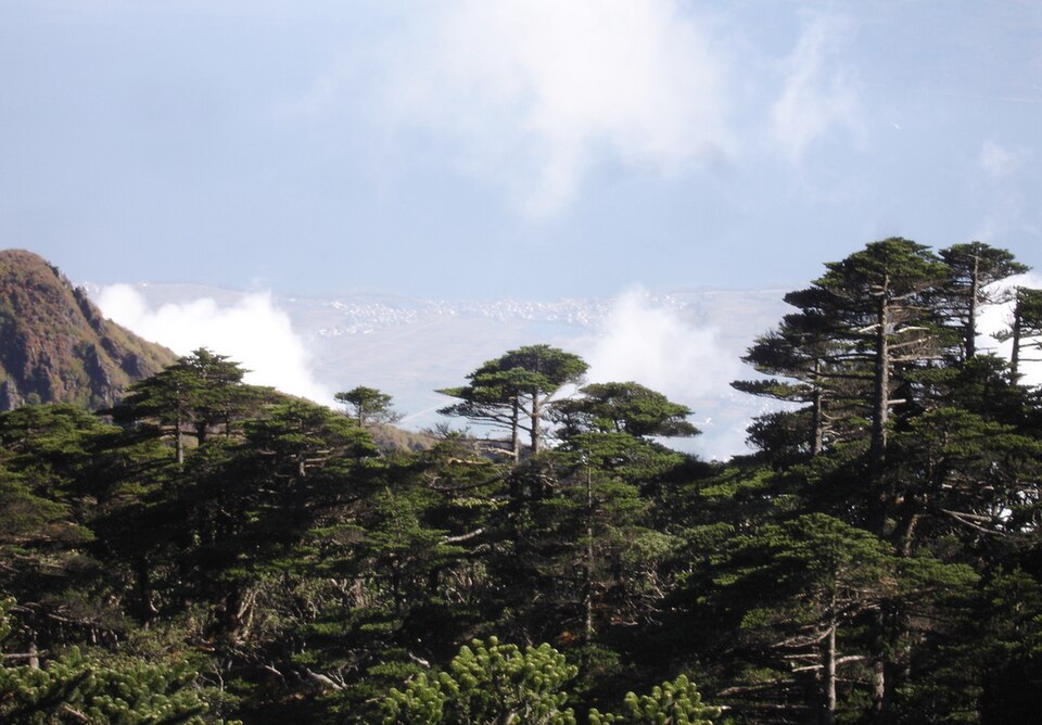 Abies delavayi (Delavay Fir)