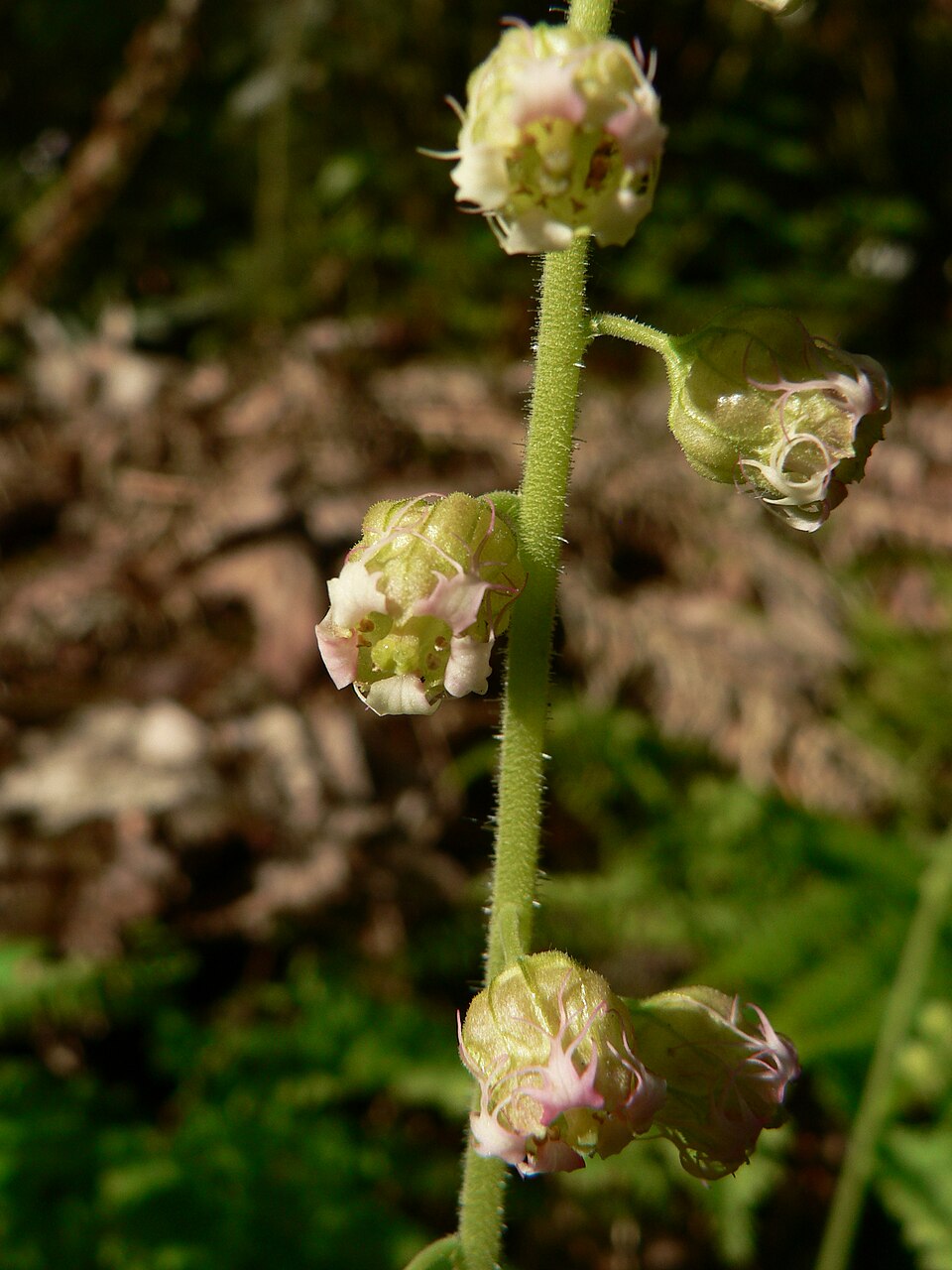 Tellima grandiflora (Fringecup) (alternate view 7)