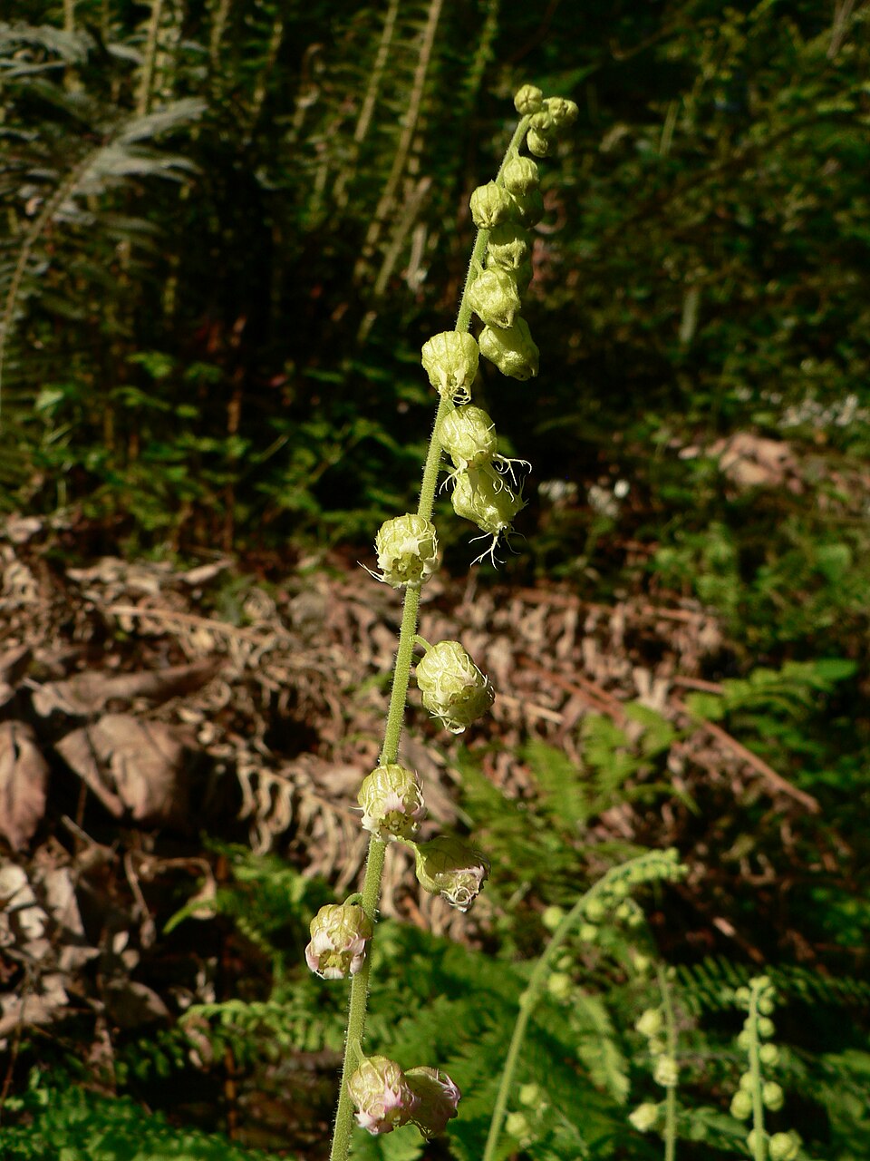 Tellima grandiflora (Fringecup) (alternate view 8)