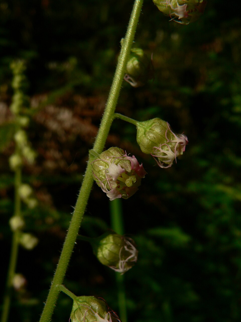 Tellima grandiflora (Fringecup) (alternate view 9)