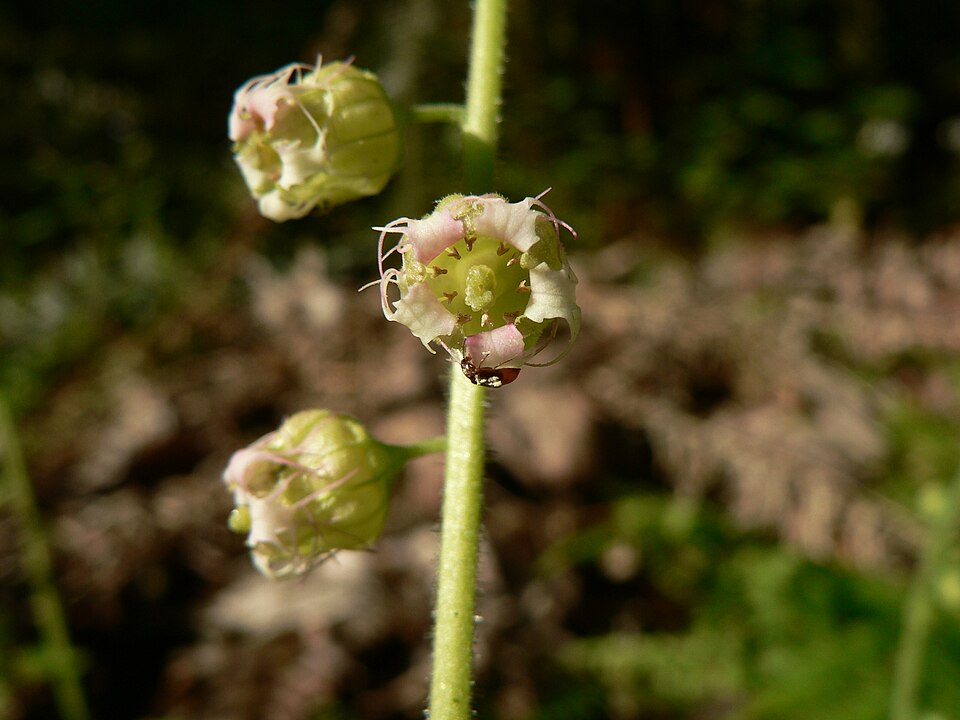 Tellima grandiflora (Fringecup) (alternate view 10)