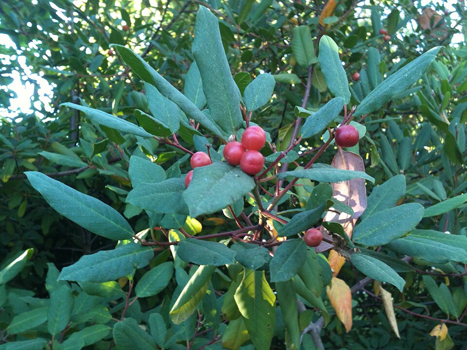 Frangula californica (coffeeberry)