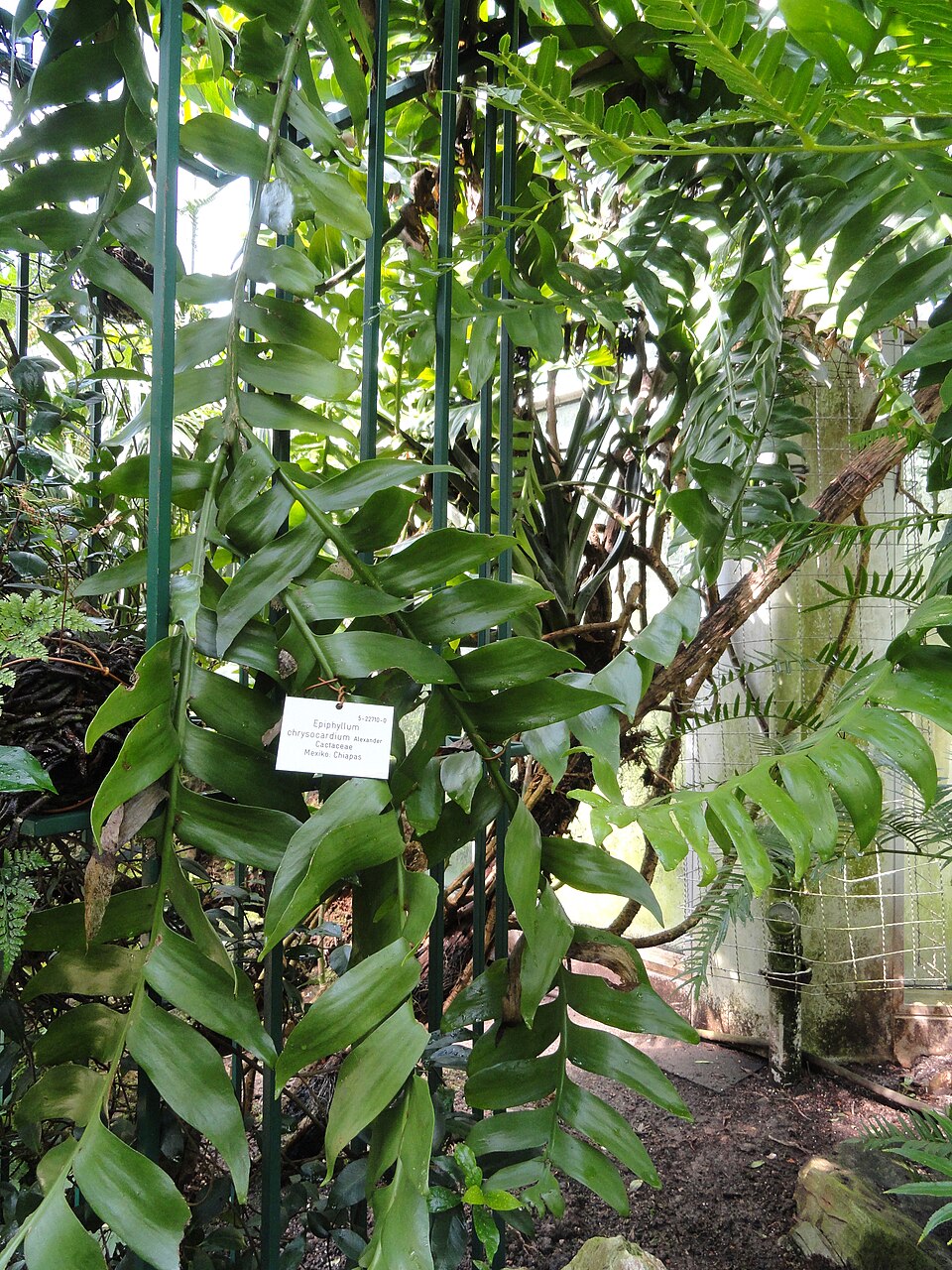 Epiphyllum chrysocardium (Fern Leaf Cactus) (alternate view 6)