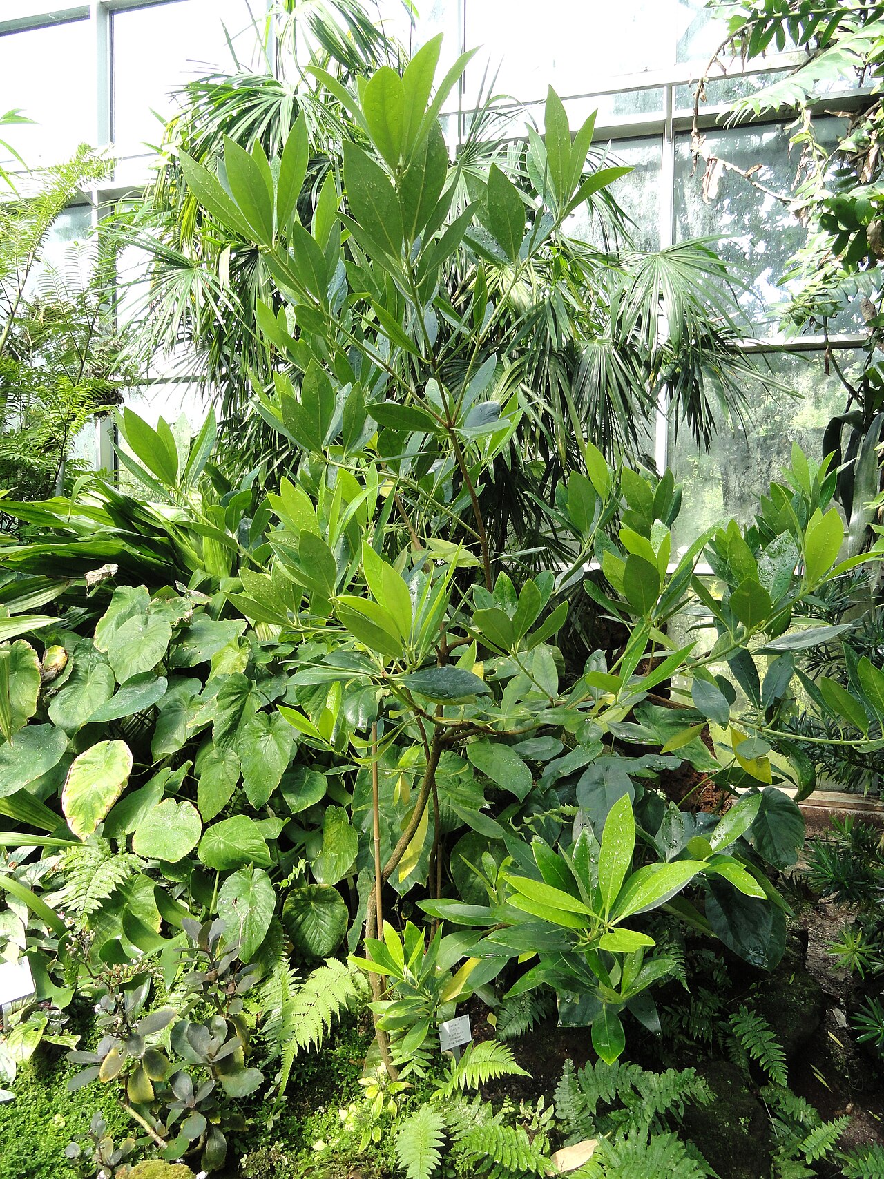 Illicium verum, Star anise — upright evergreen (Schisandraceae) (image 1 of 9)