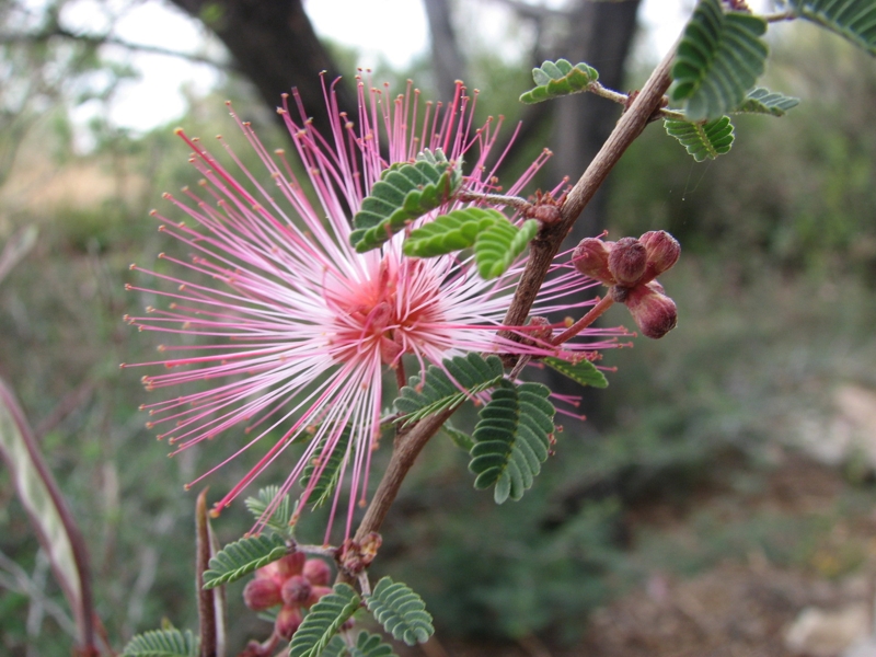 Calliandra eriophylla (pink fairy-duster) (alternate view 2)