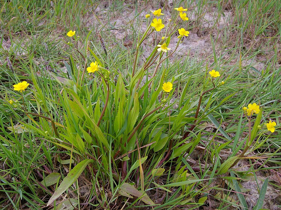 Ranunculus flammula (Lesser Spearwort)