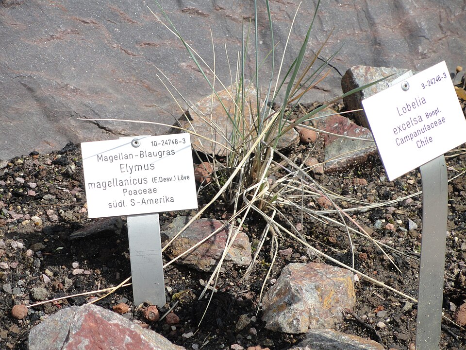 Elymus magellanicus (Magellan Wheatgrass) (alternate view 6)