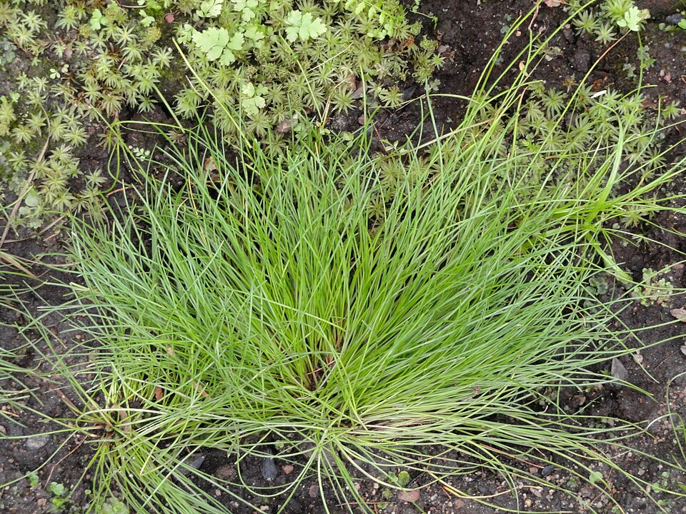 Isolepis cernua (alternate view 11)