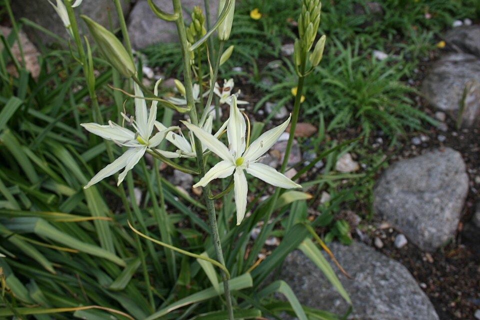 Camassia leichtlinii (Great Camas) (alternate view 6)