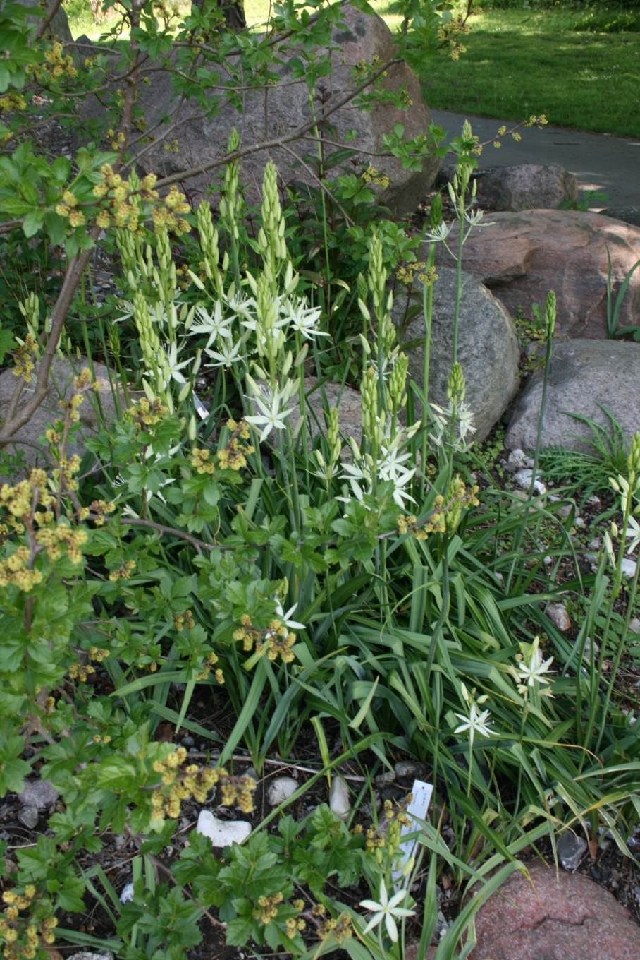 Camassia leichtlinii (Great Camas) (alternate view 7)