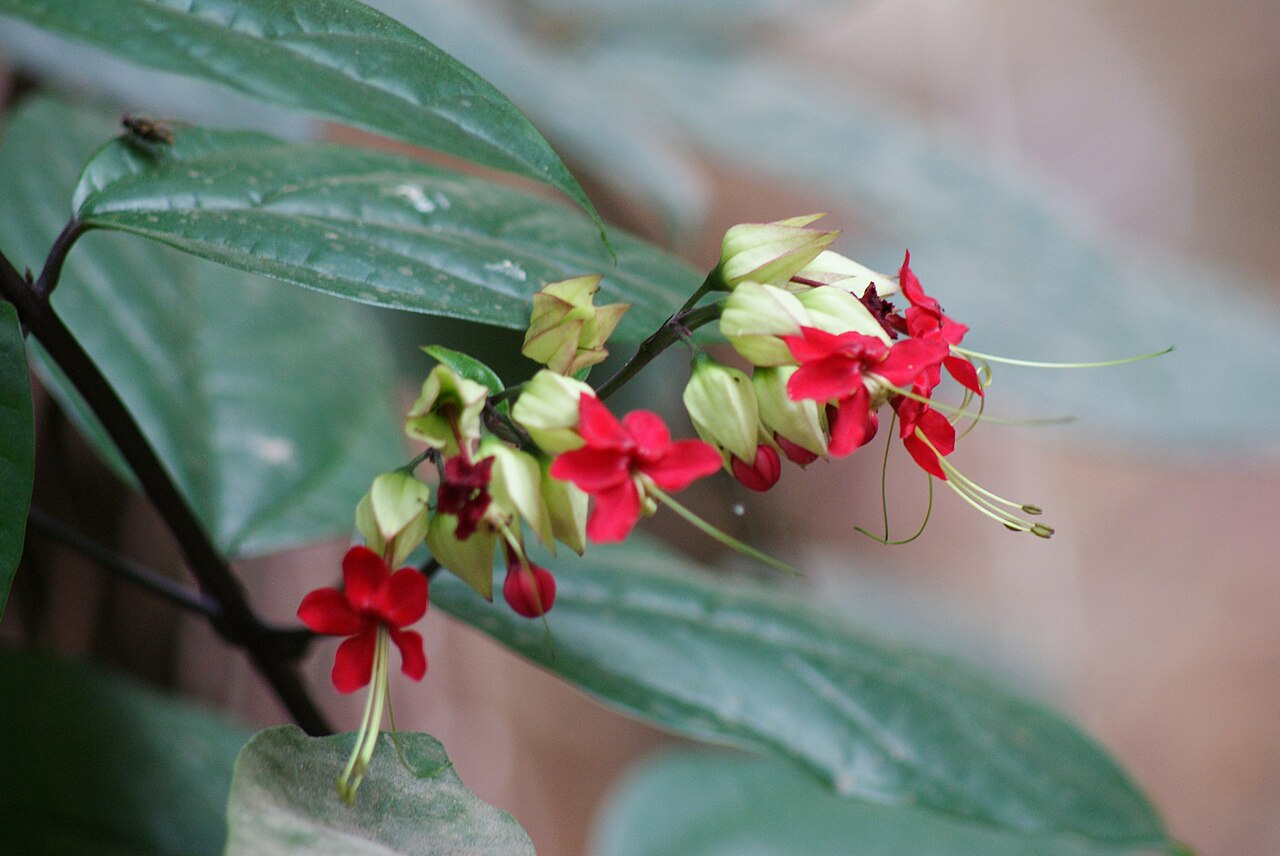Clerodendrum thomsoniae, Bleeding-heart vine — climbing semi-evergreen (Lamiaceae) (image 7 of 10)