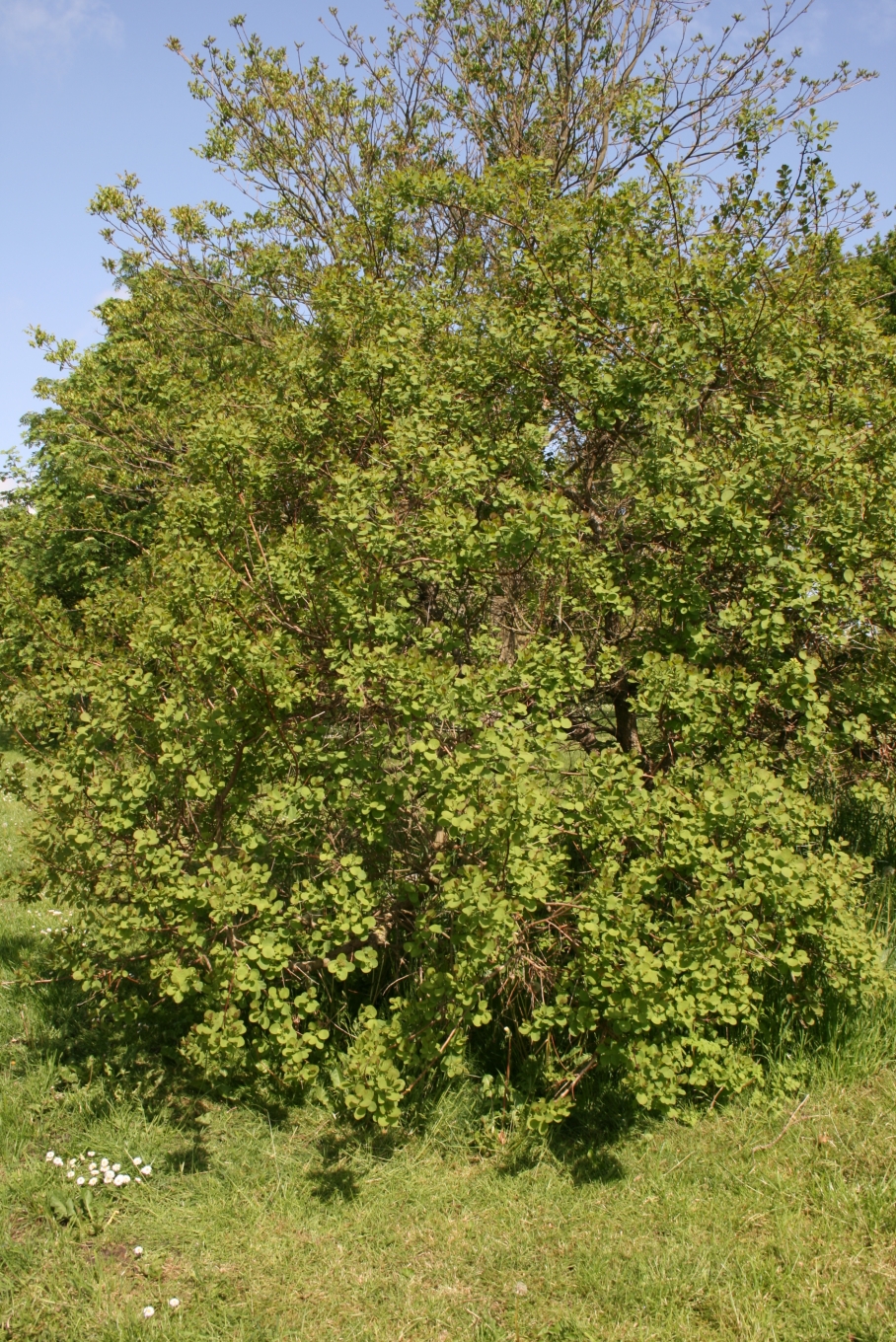 Cotinus obovatus (American Smoke Tree) (alternate view 5)