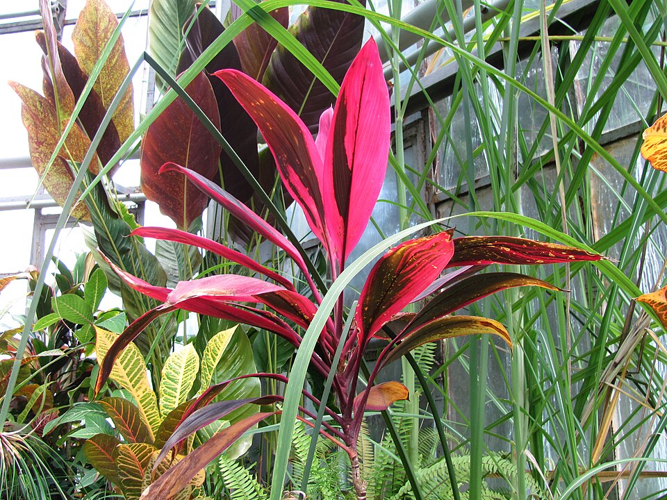 Cordyline fruticosa (Ti Plant) (alternate view 7)