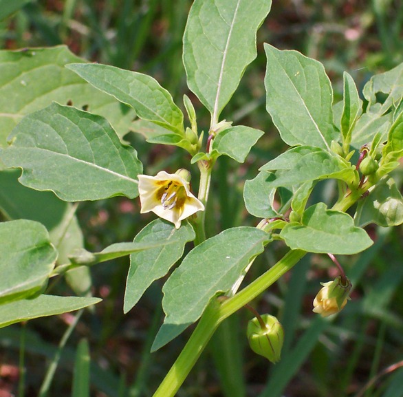 Physalis angulata (cutleaf groundcherry)