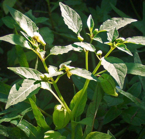 Physalis angulata (cutleaf groundcherry) (alternate view 2)