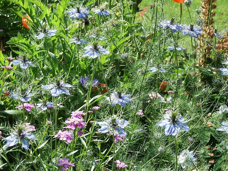 Nigella damascena (love-in-a-mist) (alternate view 7)