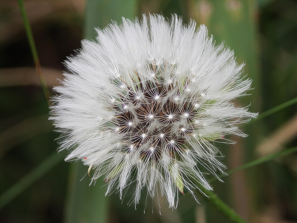 Taraxacum erythrospermum (red-seeded dandelion) (alternate view 6)