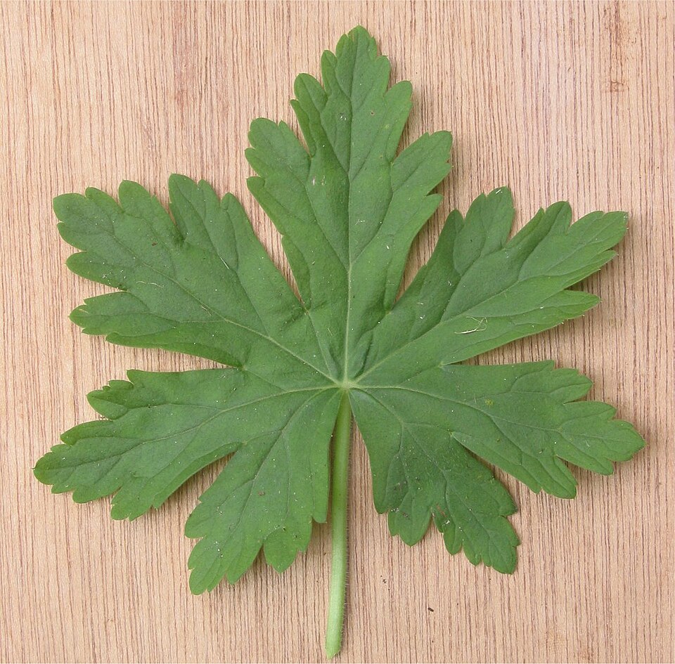 Geranium macrorrhizum (Bigroot Geranium) (alternate view 8)