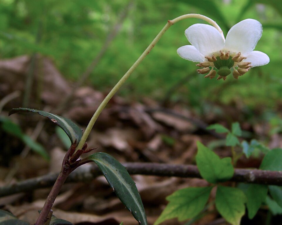 Chimaphila maculata (striped wintergreen)