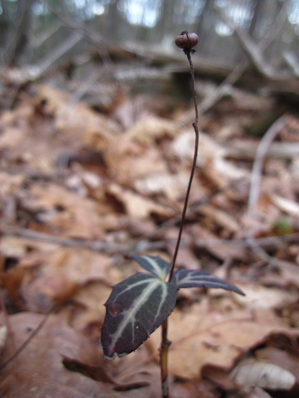Chimaphila maculata (striped wintergreen)