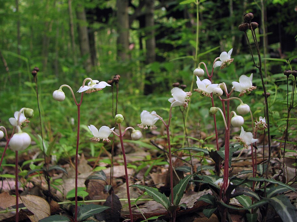 Chimaphila maculata (striped wintergreen)
