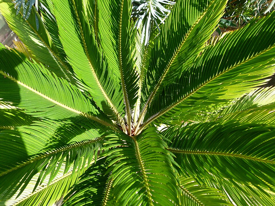 Cycas revoluta (Sago Palm) (alternate view 6)