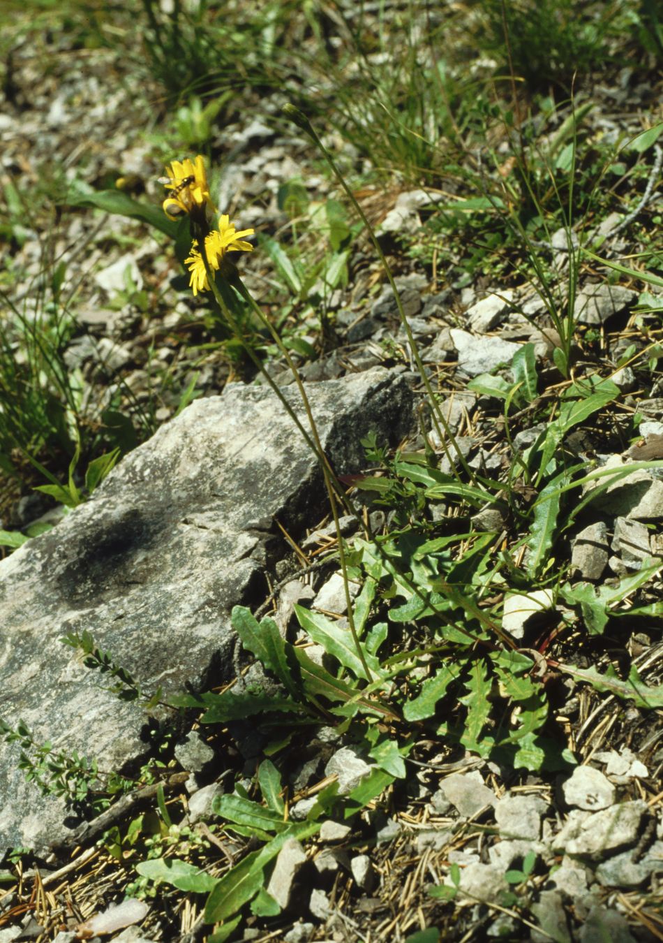 Leontodon hispidus (Rough Hawkbit)